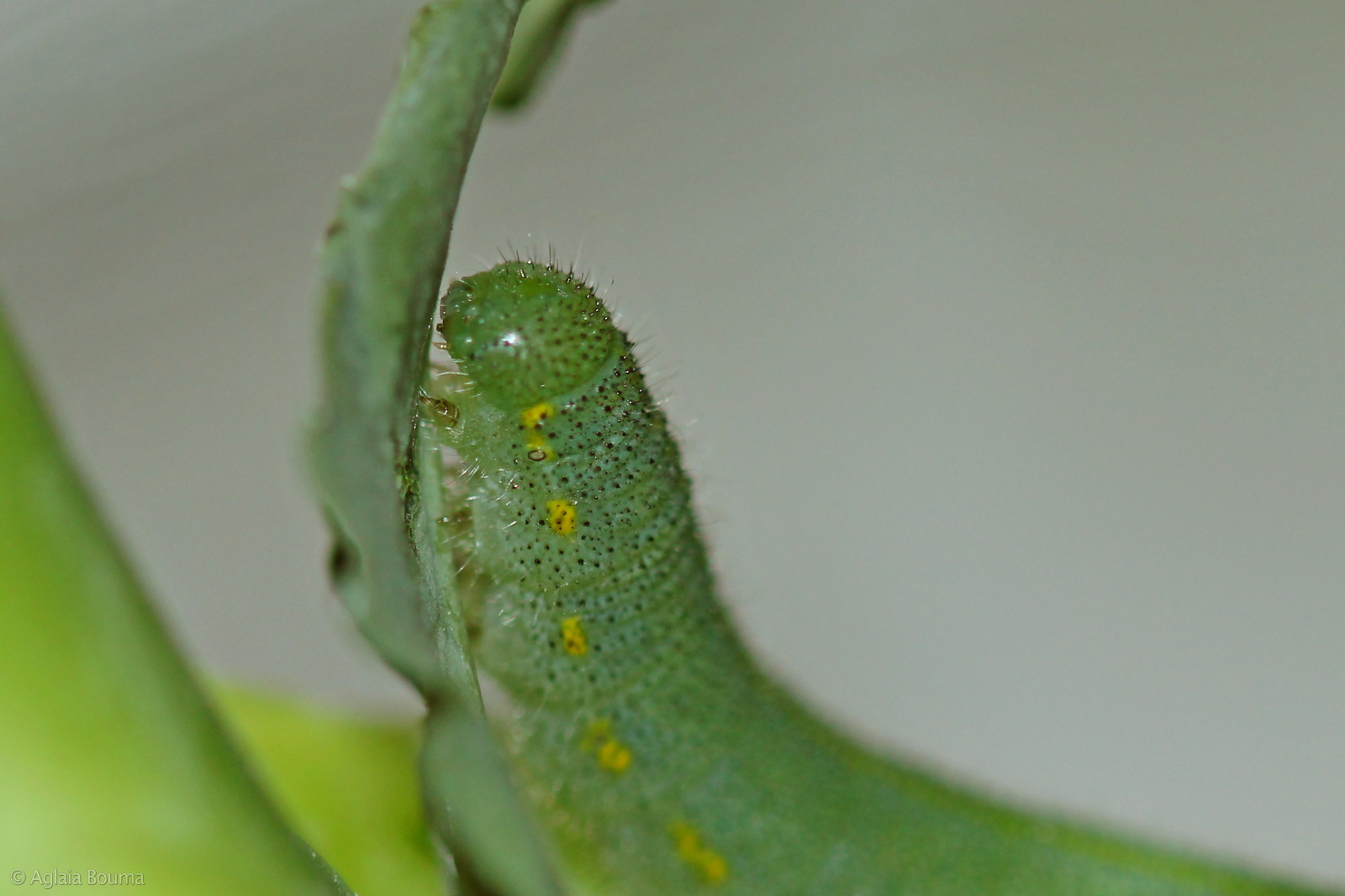 Pieris rapae